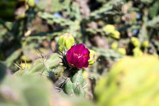 Cactus cylindropuntia imbricata, cardenche &oacute; card&oacute;n, con tunas floreciendo, flor&eacute;s color rosa
