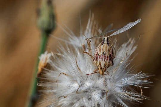 Shield bug in its natural environment.