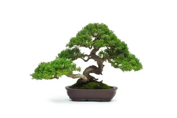 Schilderijen op glas A small green bonsai tree, a masterpiece of Japanese artistry, symbolizing nature's beauty and meticulous pruning. © Andrii Zastrozhnov