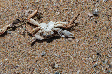 remains of a crab washed up on the seashore, close-up of the body
