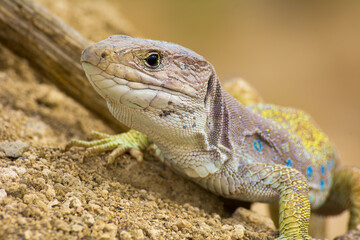 Lagarto bético (Timon nevadensis)