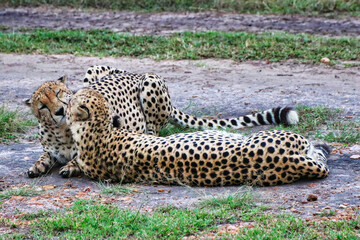 Cheetah Brothers are affectionate and groom each other in Maasai Mara, Kenya, Africa