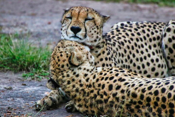 Naklejka na ściany i meble Cheetah Brothers are affectionate and groom each other in Maasai Mara, Kenya, Africa