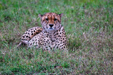 A lone Cheetah waits for his coalition to begin hunting in Maasai Mara, Kenya, Africa