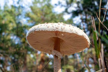 Bottom view of fresh umbrella mushroom growing in grass on the edge of a pine forest. Mushroom in forest close-up photo. Selective focus. Macrolepiota procera. Lepiota procera.