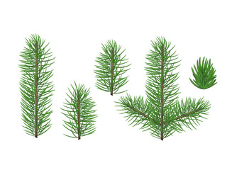 A set of vector spruce branches. Spruce, pine branches. Christmas decorations.