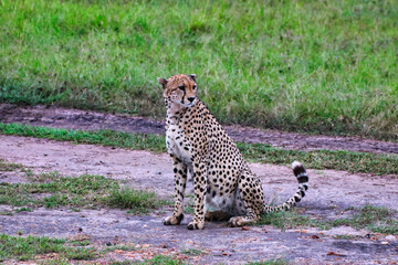 A lone Cheetah waits for his coalition to begin hunting in Maasai Mara, Kenya, Africa