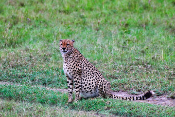 A lone Cheetah waits for his coalition to begin hunting in Maasai Mara, Kenya, Africa