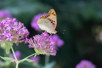 Mediterranean Fritillary (Argynnis pandora) is a butterfly that flies very fast in open terrain.