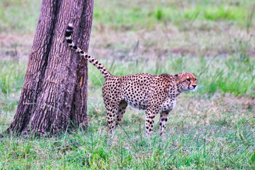 Cheetah marking a tree with his scent in Maasai Mara, Kenya, Africa