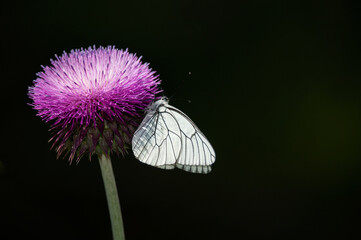 Black veined White butterfly veins, on purple flower, close-up of a white butterfly in nature,...