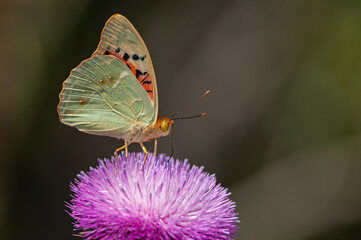 Mediterranean Fritillary (Argynnis pandora) is a butterfly that flies very fast in open terrain.