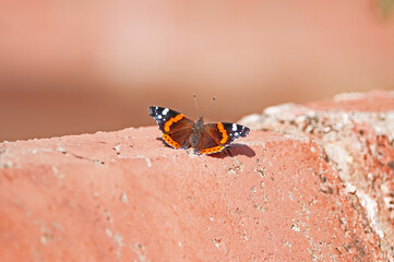 A beautiful Red Admiral Butterfly, Vanessa atalanta, perched on an orange coloured wall.