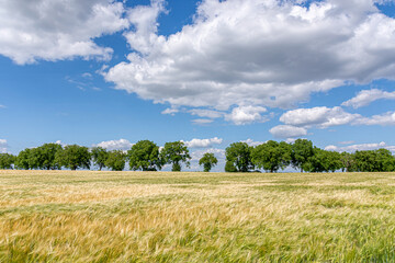 Fototapeta premium Field of wheat and tree on the horizon