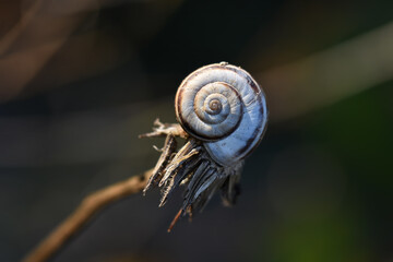 Snail on a dry plant