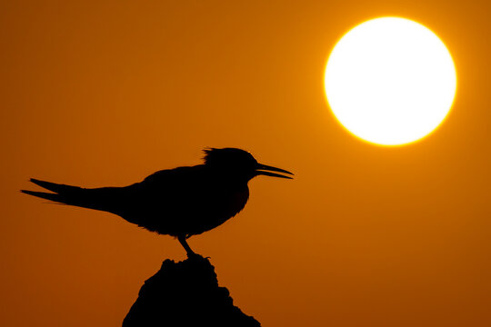 Silhouette of sandwich tern bird against sundown