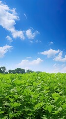 green grass and blue sky.