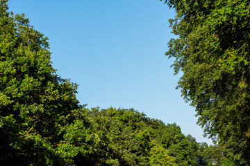 Trees reaching for the sky