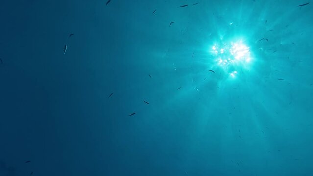 Fishes swimming in beautiful ocean water with air bubbles
