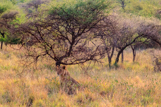 Two lionesses (Panthera leo) resting under a tree in Serengeti National Park, Tanzania
