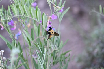 Fototapeta premium Bombus Nevadensis (Bumblebee) on purple flower in Tahoe national Forest.