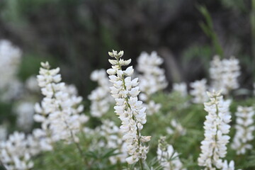 White Lupine (Lupinus Albicaulis) in the Tahoe National Forest.