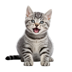 Front view close up of American Shorthair kitten isolated on a white transparent background