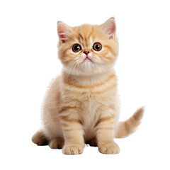 Front view close up of Exotic Shorthair kitten isolated on a white transparent background