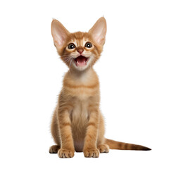 Obraz premium Front view close up of Oriental kitten isolated on a white transparent background