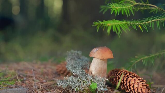 Autumn forest, mushroom picking, porcini mushroom against background of a spruce forest in evening sunlight, slow camera movement to the right, 4k live video, with free space the change of seasons