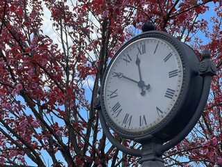 Clock in the spring sakura park.