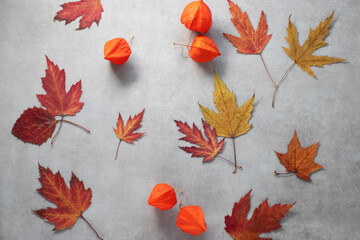 Beautiful bright autumn leaves and fruits of physalis on a gray cement background. Top view.