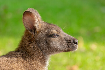 Joli profil de ce jeune Wallaby © Pascal