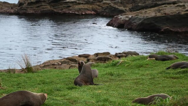 Video of cute seals  playing  on coast rocks  in wild nature in New Zealand
