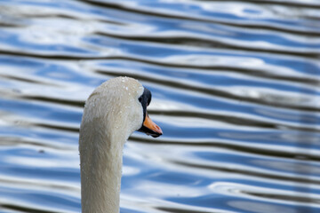 swan