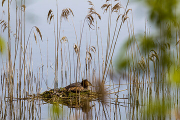 nesting Grebe