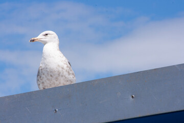 Gulls away from the sea
