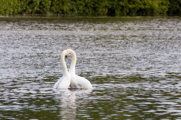 swan lover