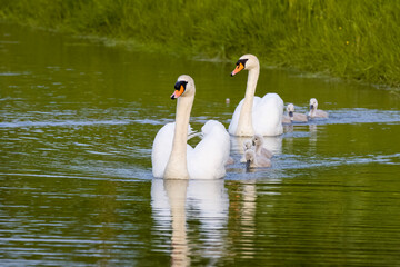 family of swans