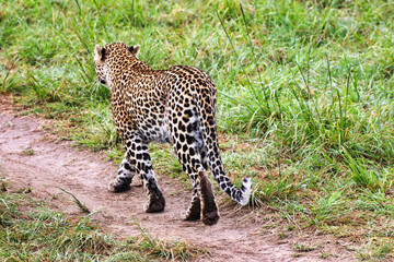 A Young Leopard on the safari trails in Maasai Mara game reserve, Kenya, Africa