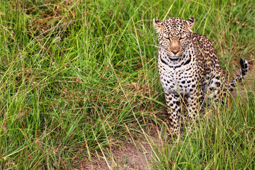 A Young Leopard on the safari trails in Maasai Mara game reserve, Kenya, Africa