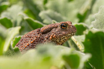 Toad in the garden on a green background.