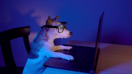 Smart pet at work nerd dog with glasses using computer laptop at night with teal orange light. Hand gives treat. Dog eating, Secret hacker programmer or addicted gamer theme video footage