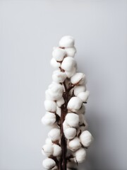 cotton branch isolated on white background. Ai Generated