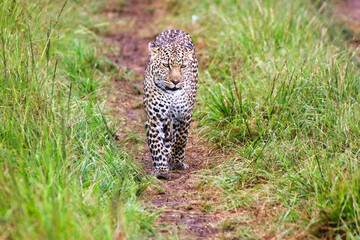 A Young Leopard on the safari trails in Maasai Mara game reserve, Kenya, Africa