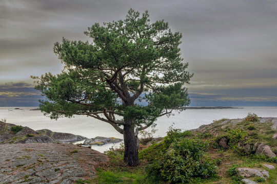 a large old pine tree grows on a cliff with a view over the sea