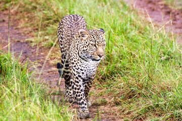 A Young Leopard on the safari trails in Maasai Mara game reserve, Kenya, Africa