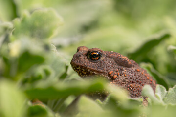 Toad in the garden on a green background.