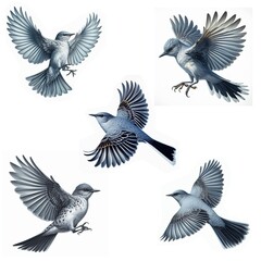 A set of male and female Gray Kingbirds flying isolated on a white background