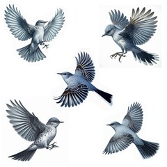A set of Gray Kingbirds flying isolated on a white background